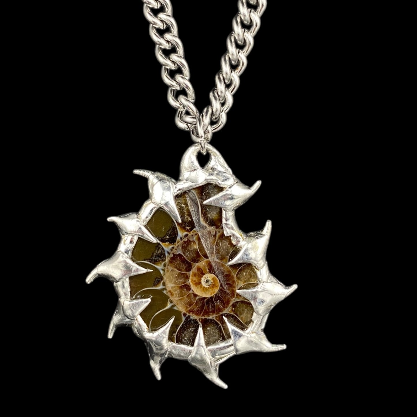 Ammonites Bajamar