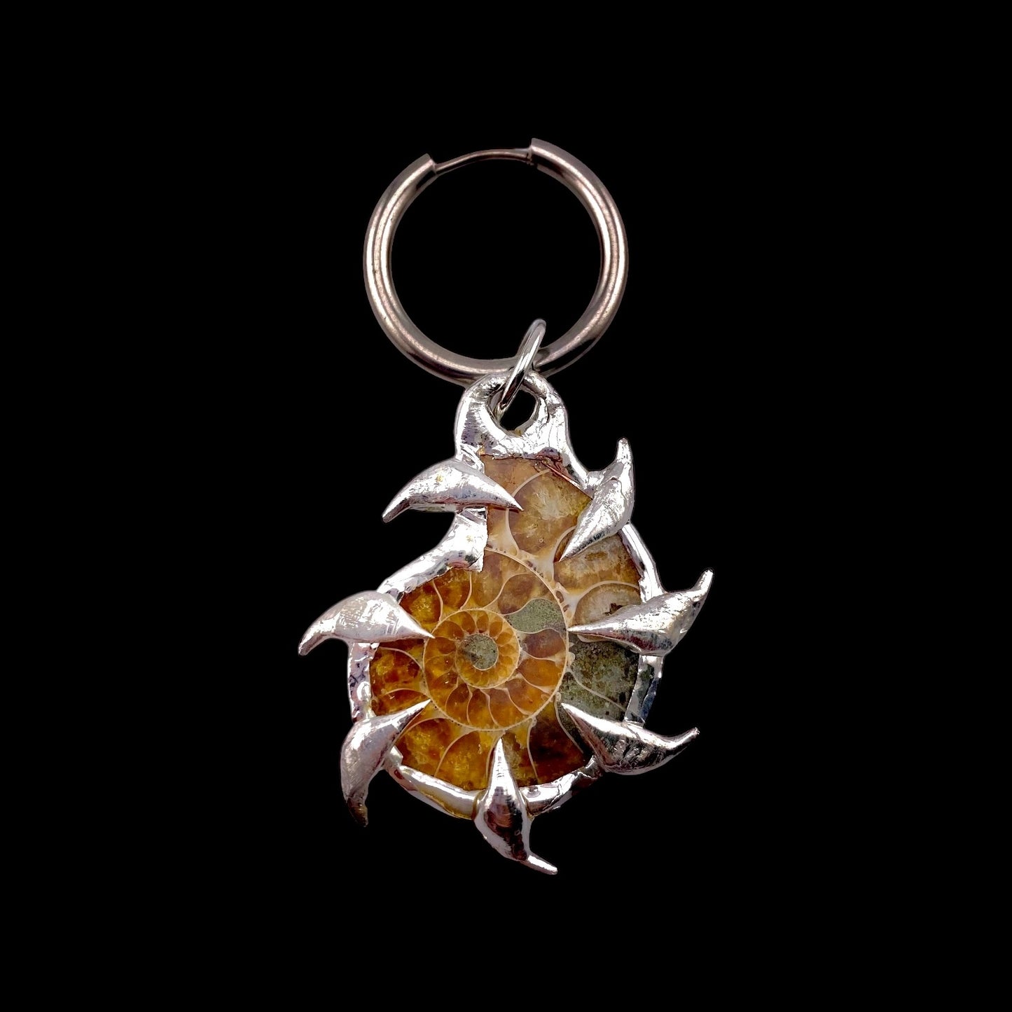 Reina Ammonites