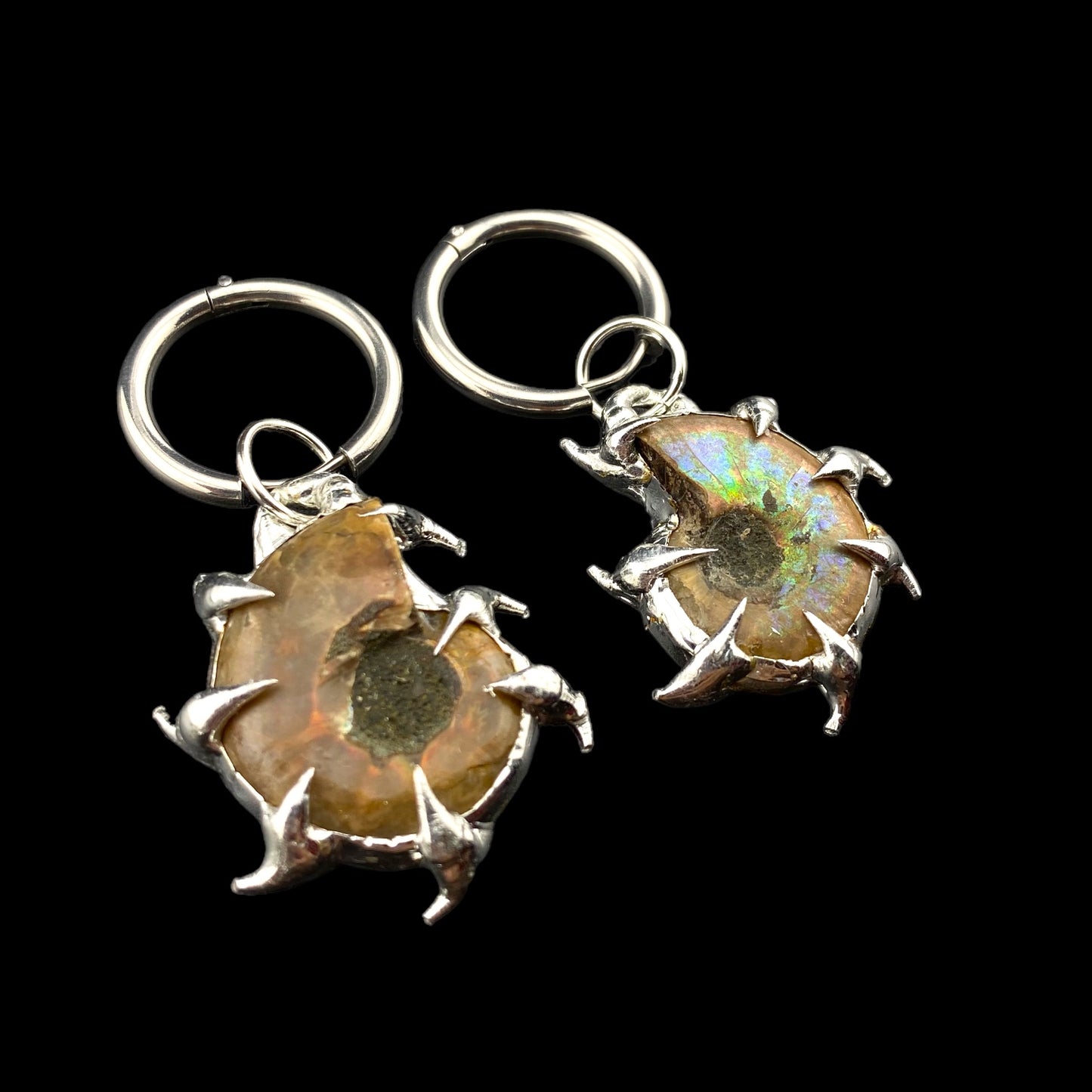 Reina Ammonites