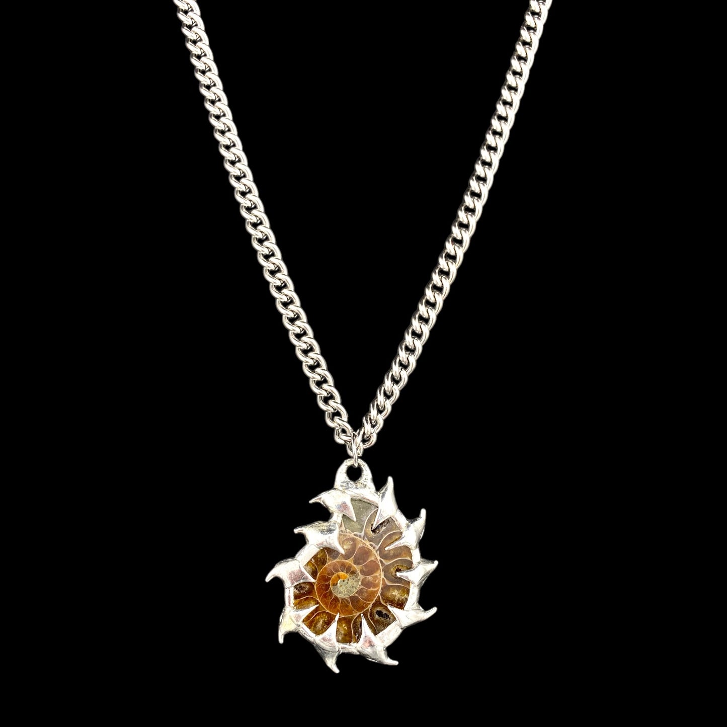 Ammonites Bajamar