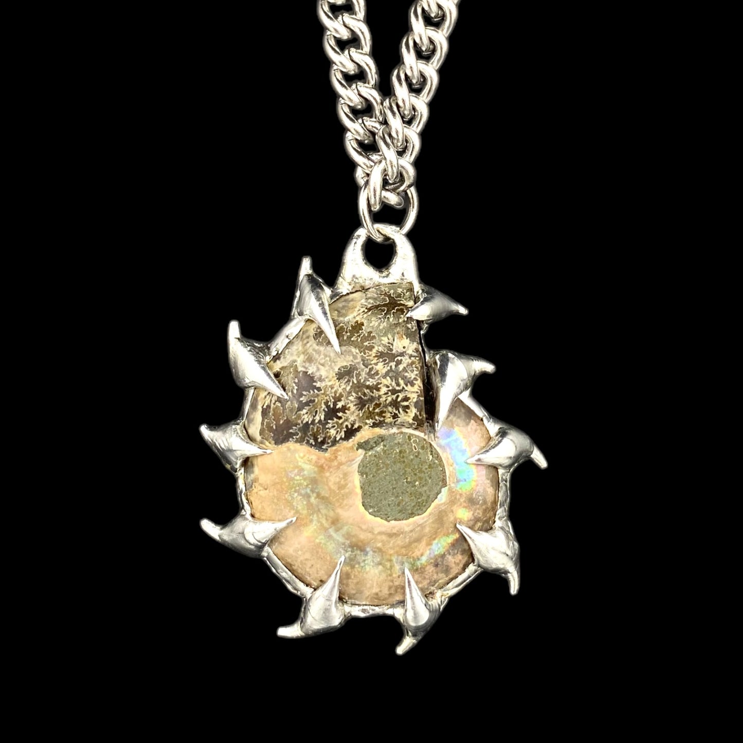 Ammonites Bajamar