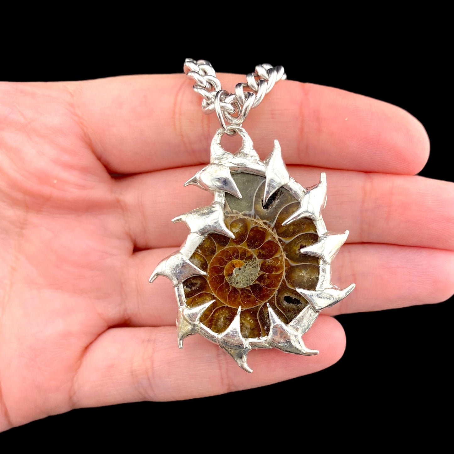Ammonites Bajamar