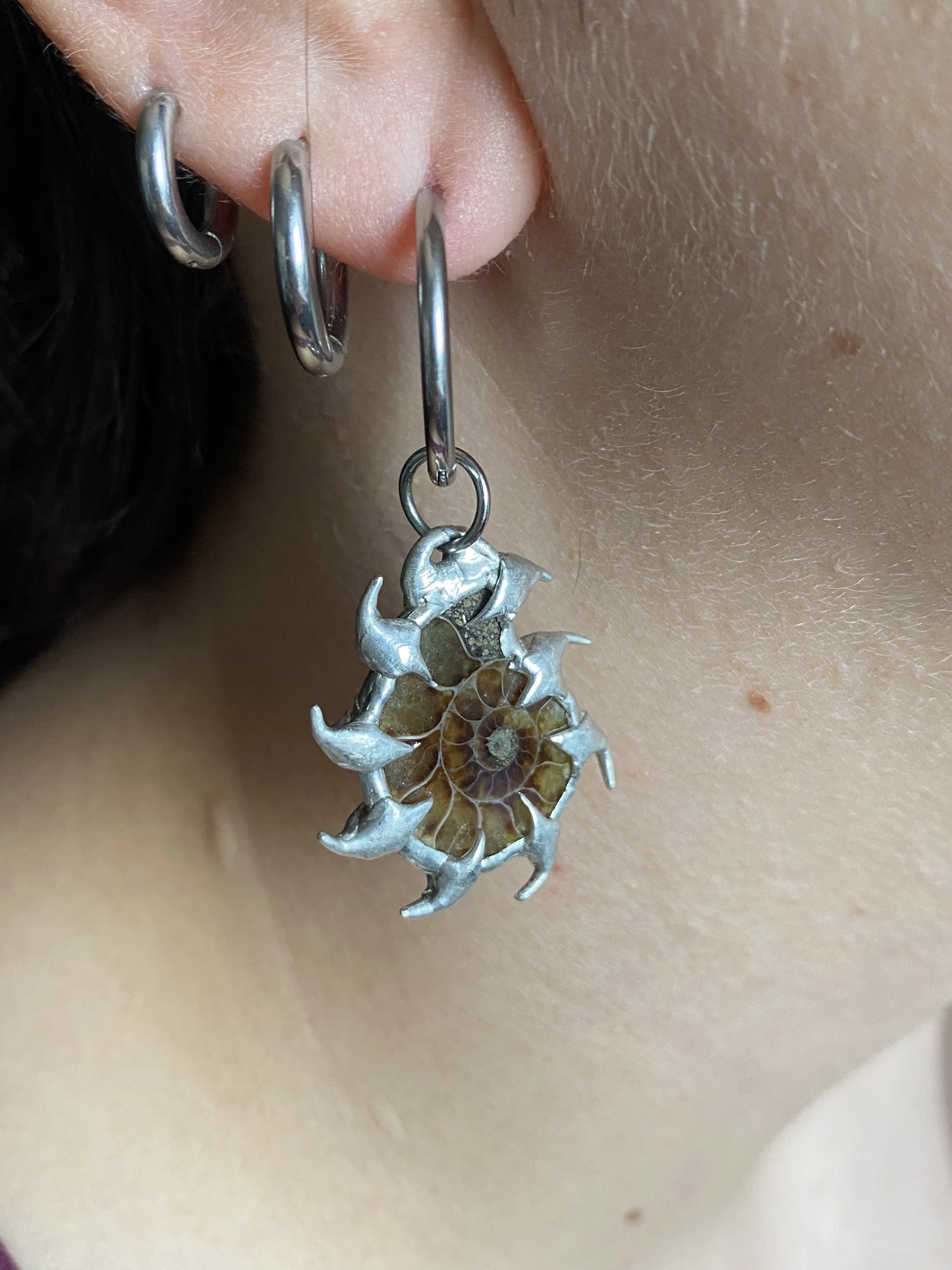 Reina Ammonites