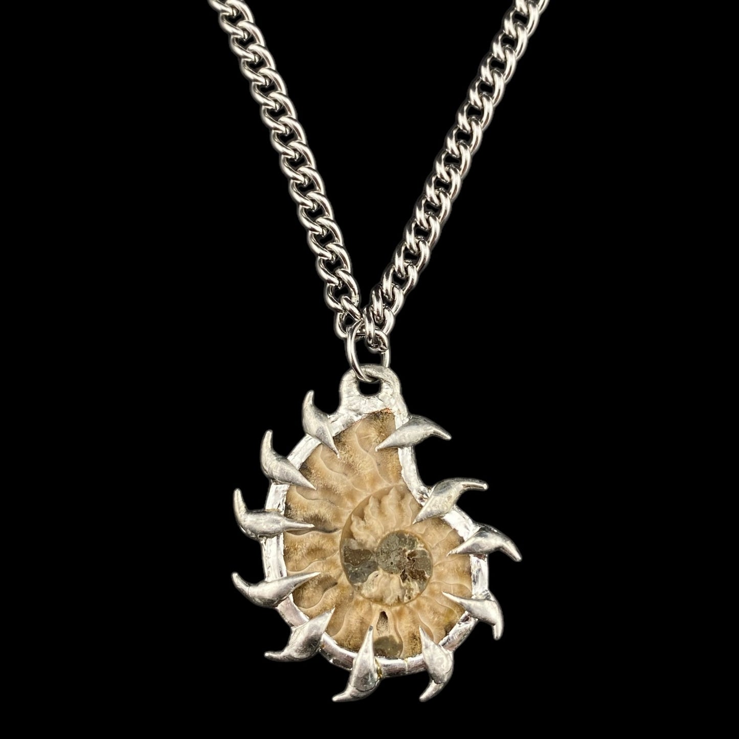 Ammonites Litoral