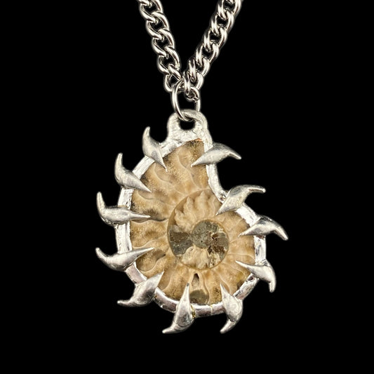 Ammonites Litoral