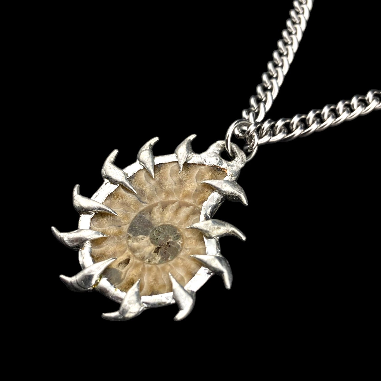 Ammonites Litoral