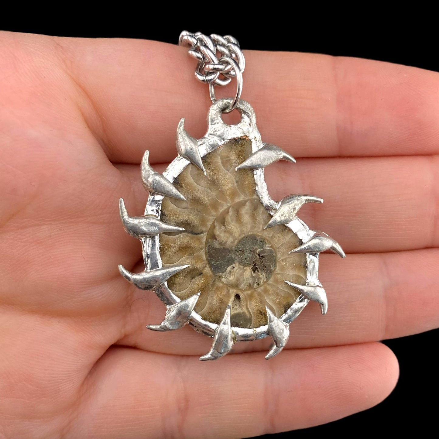 Ammonites Litoral