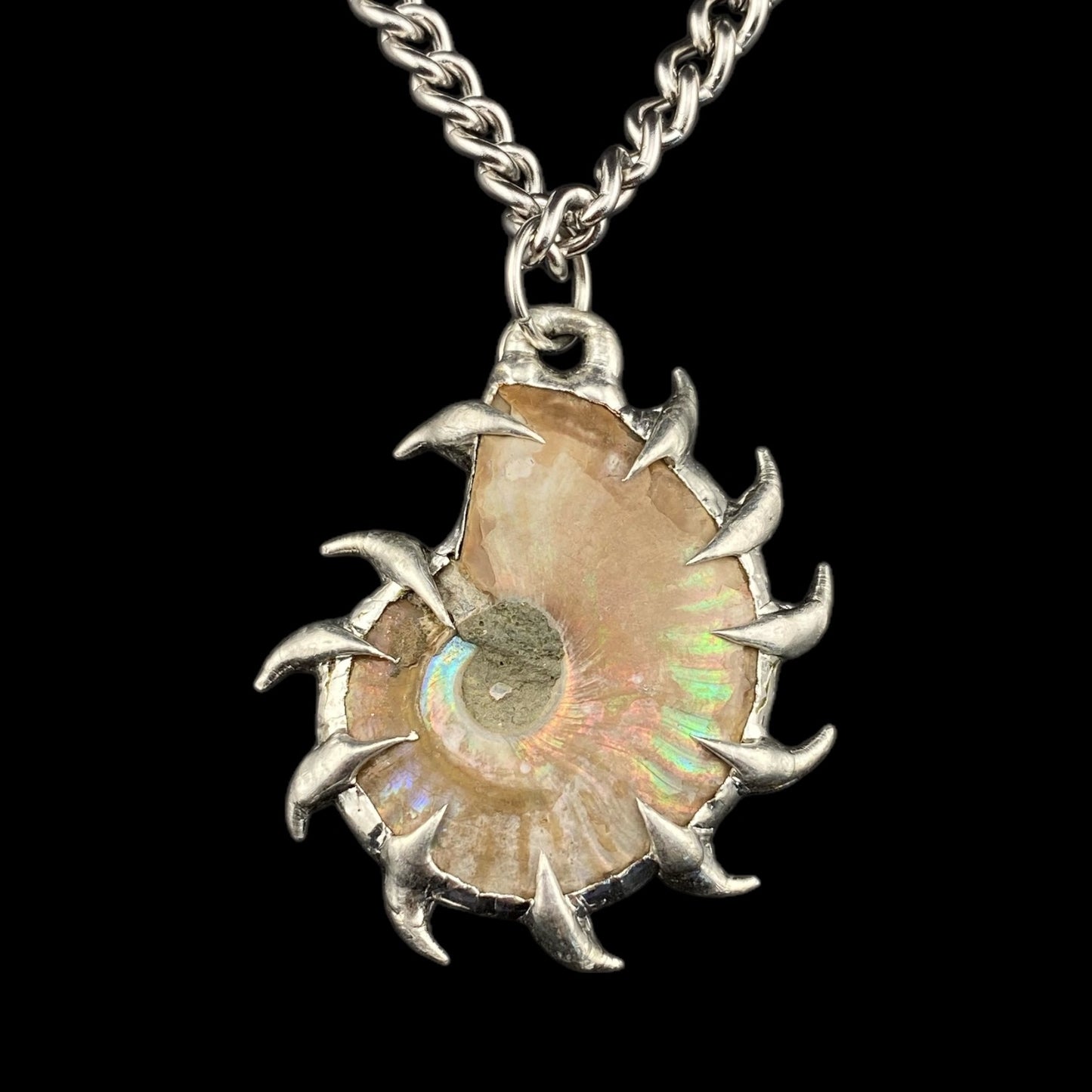 Ammonites Litoral