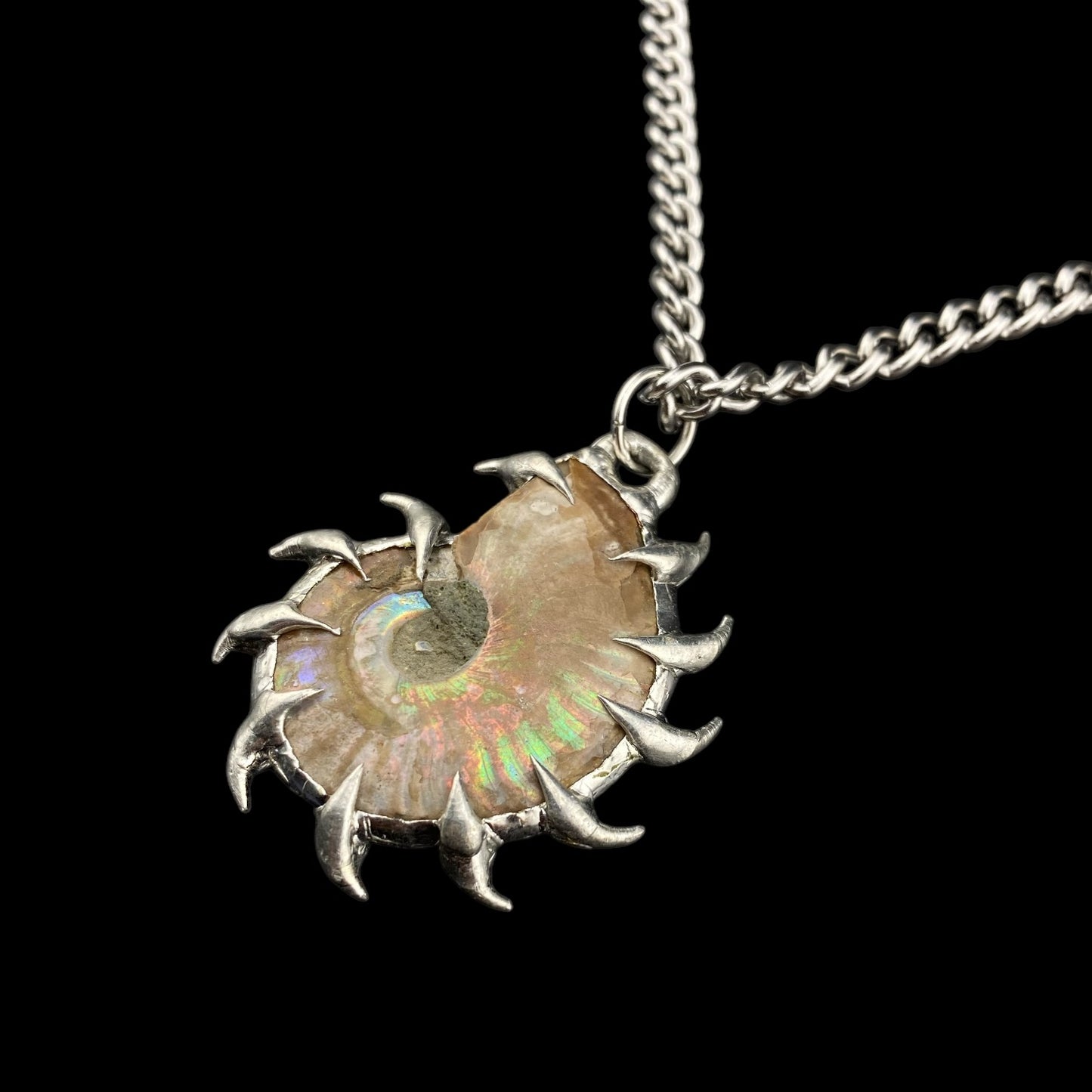 Ammonites Litoral
