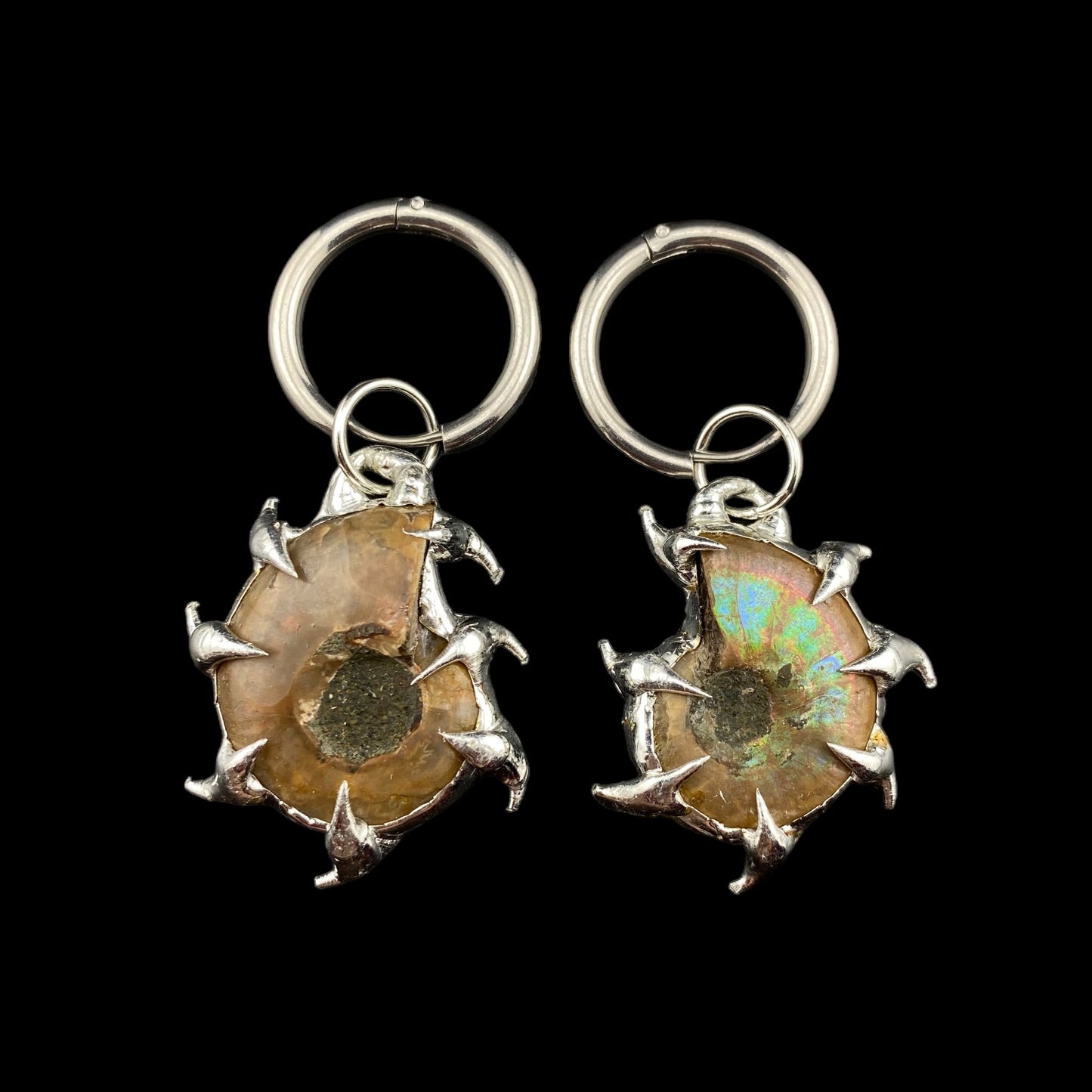 Reina Ammonites