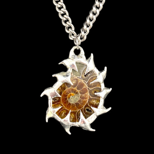 Ammonites Bajamar