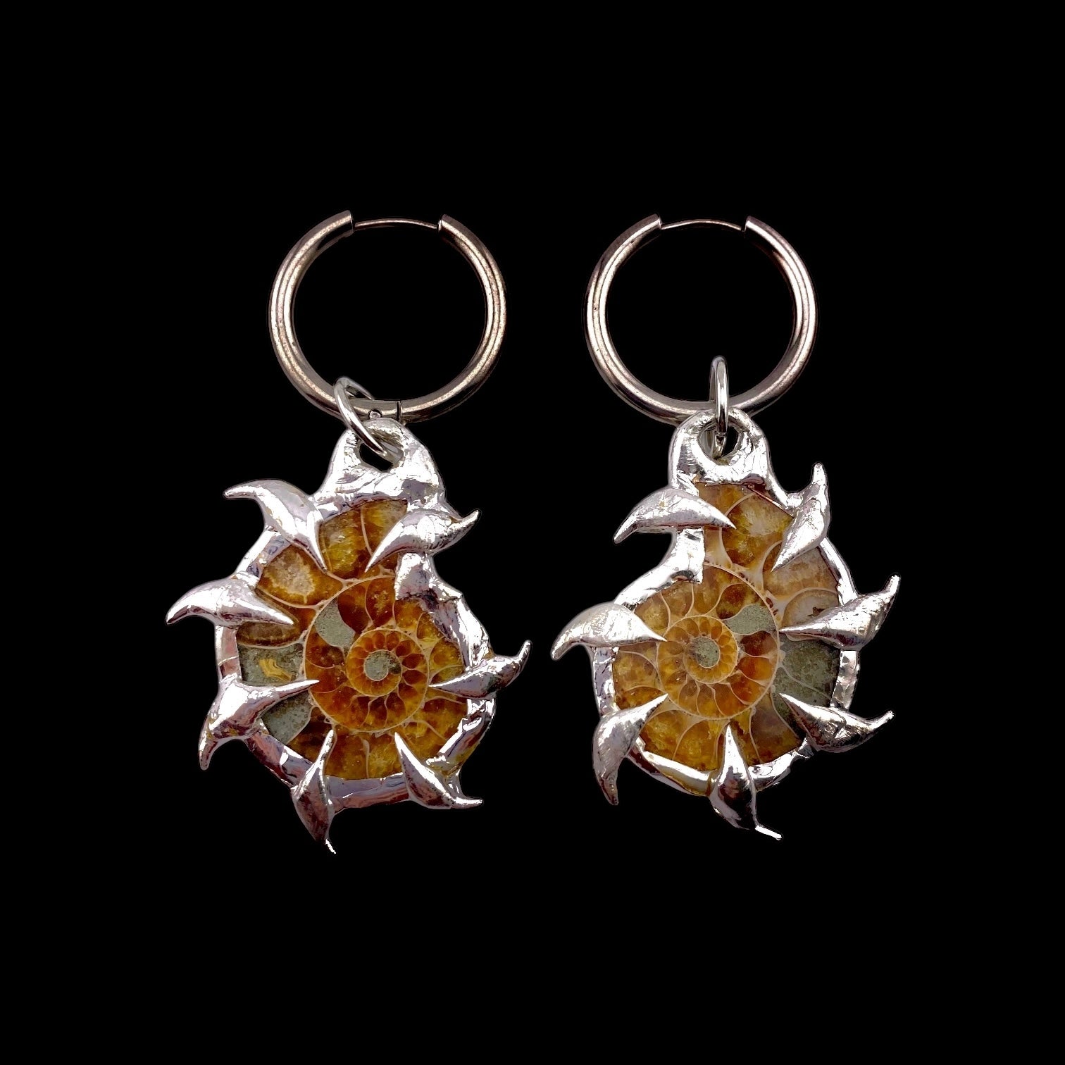 Combo Ammonites