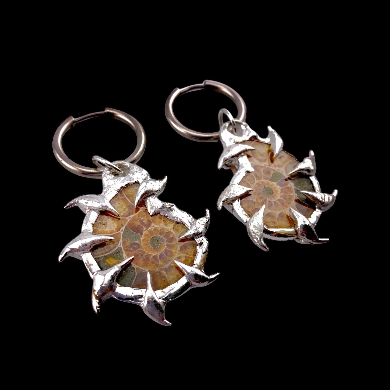 Combo Ammonites