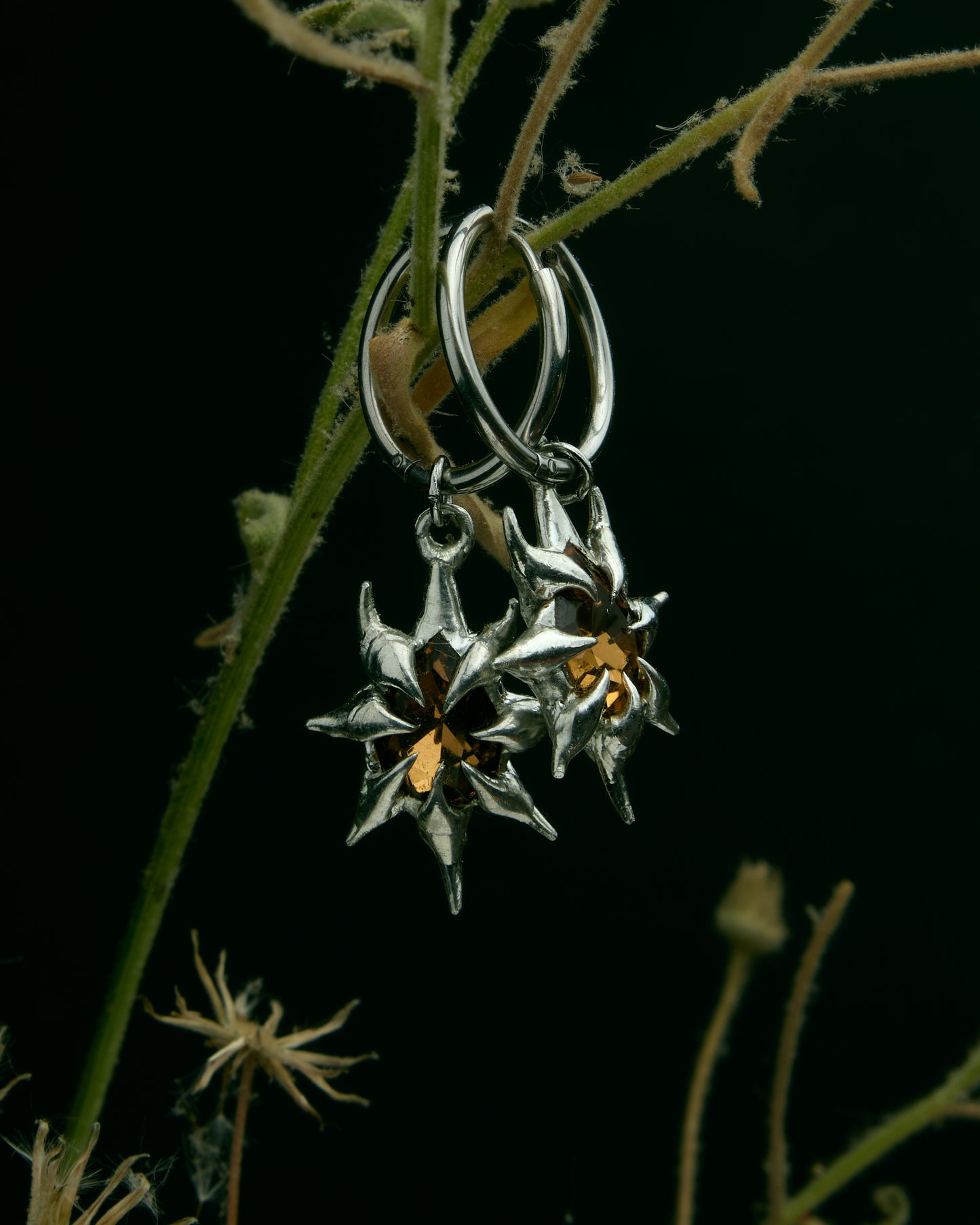 Reina Lupa